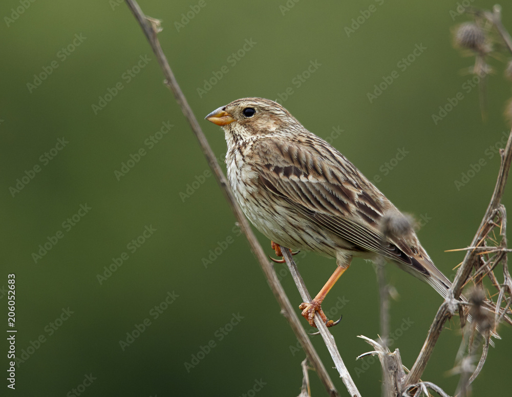 Obraz premium Corn bunting bird perched