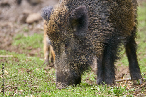 Wild hogs rooting for food