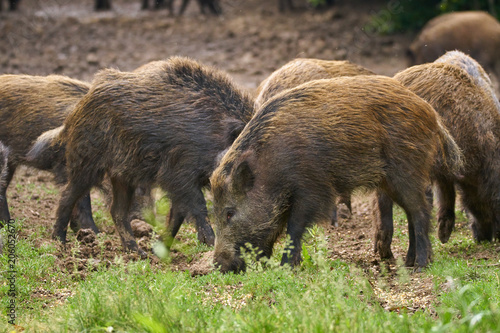 Wild hogs rooting for food