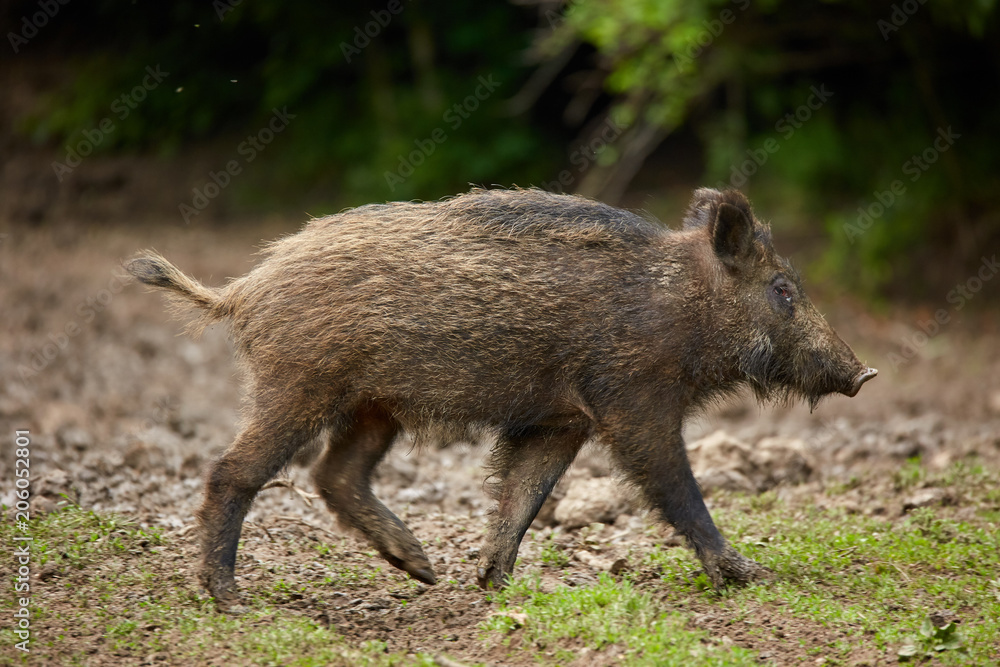 Juvenile wild hogs Juvenile wild hogs