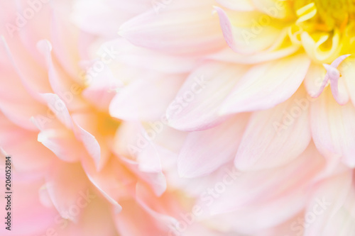 Flower petals soft sweet tones of sweet style Background for decoration close-up concept ideas pinktone Wedding Cards Dahlia  Style Double exposure © photosky99