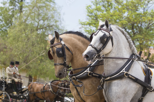 Competicion de carruajes con caballos españoles