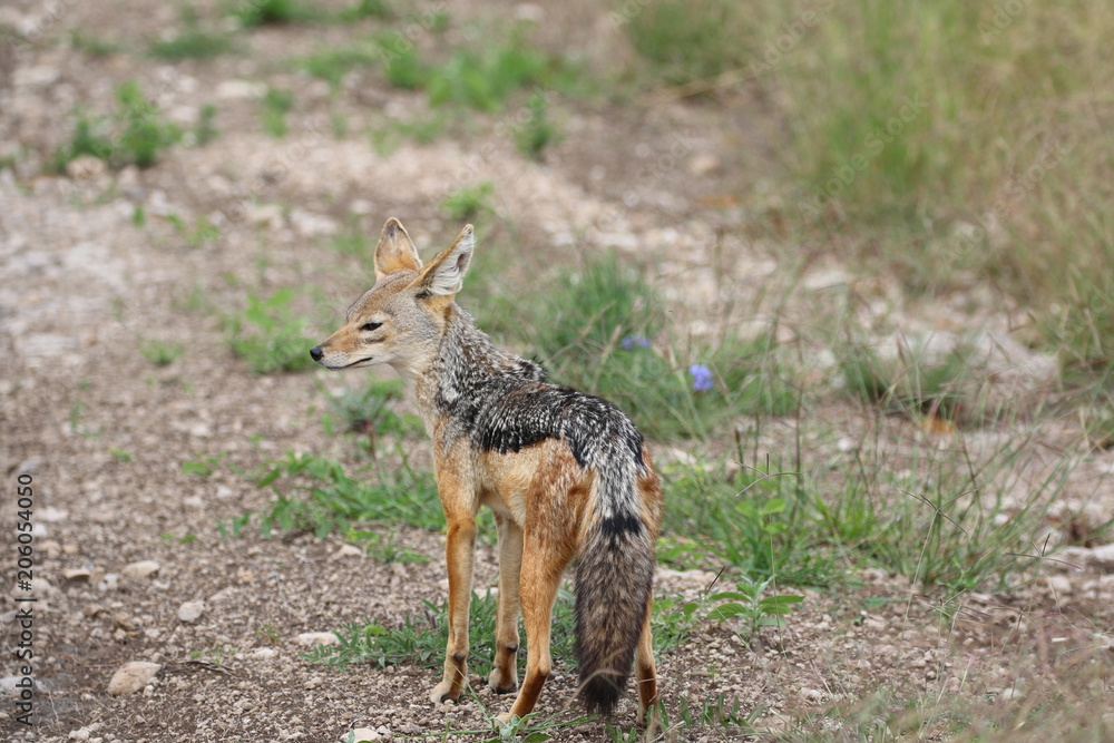 Obraz premium Jackal looking for food, Serengetig, Savannah, Tanzania, Africa