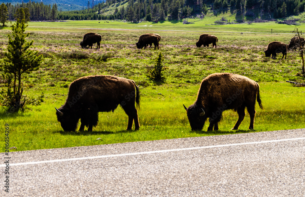 Fototapeta premium Bison