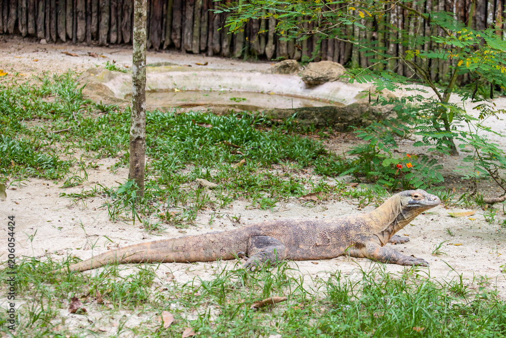 Fototapeta premium Komodo's Dragon at the Zoo