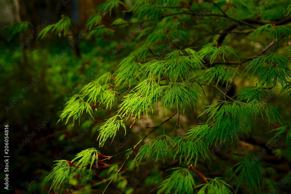 momiji