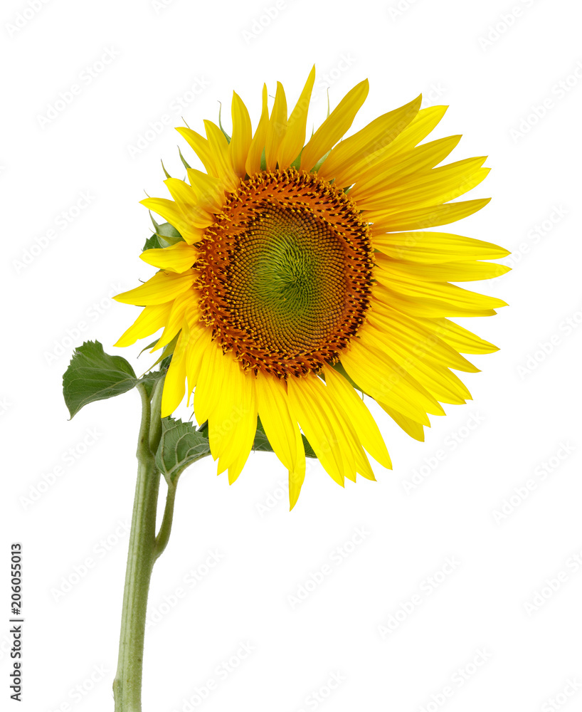 Fototapeta premium Sunflower