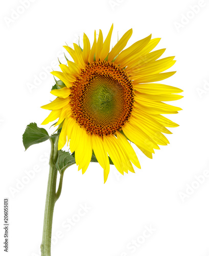 Fototapeta Naklejka Na Ścianę i Meble -  Sunflower