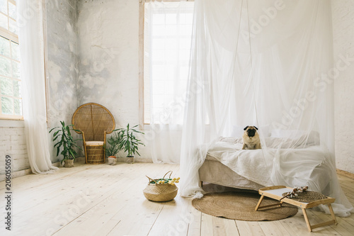 Sunny Skandinavian style interior bedroom. Wooden floor, natural materials, dog pug sitting on the bed