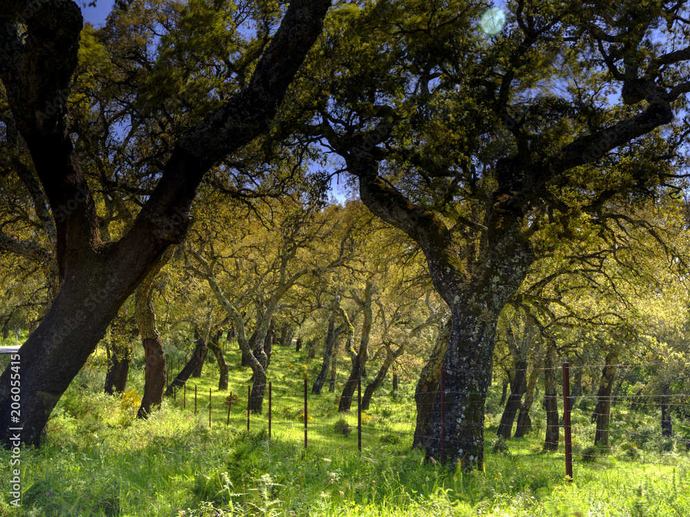 Views from the A-375 within the Parque natural de la Sierra de Grazalema, Andalucia, Spain