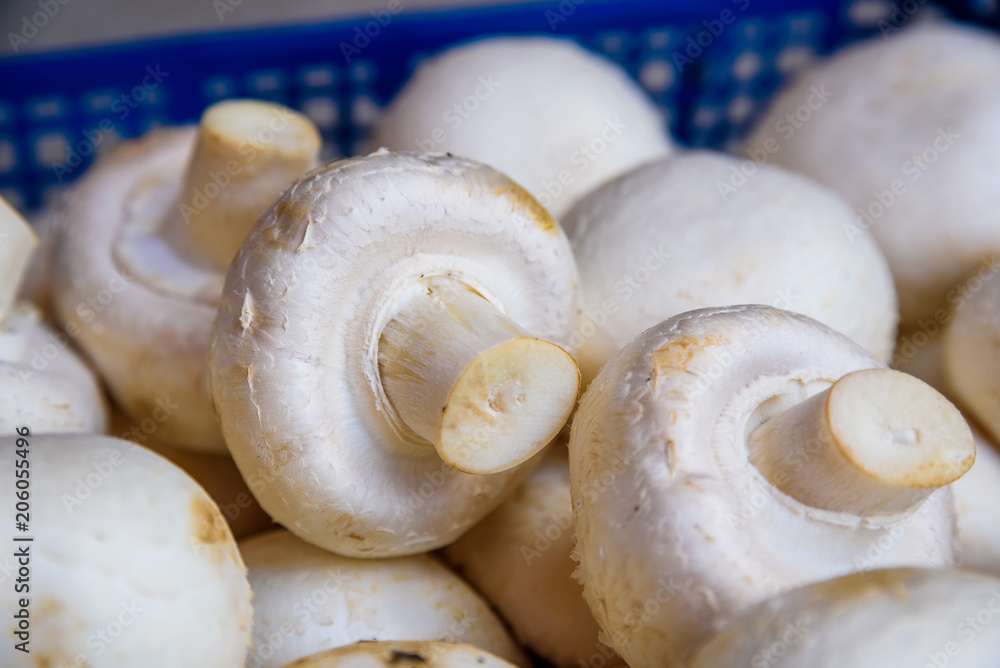 Fresh raw white champignons in blue tray Fresh raw white champignons in blue tray