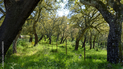 Views from the A-375 within the Parque natural de la Sierra de Grazalema, Andalucia, Spain photo