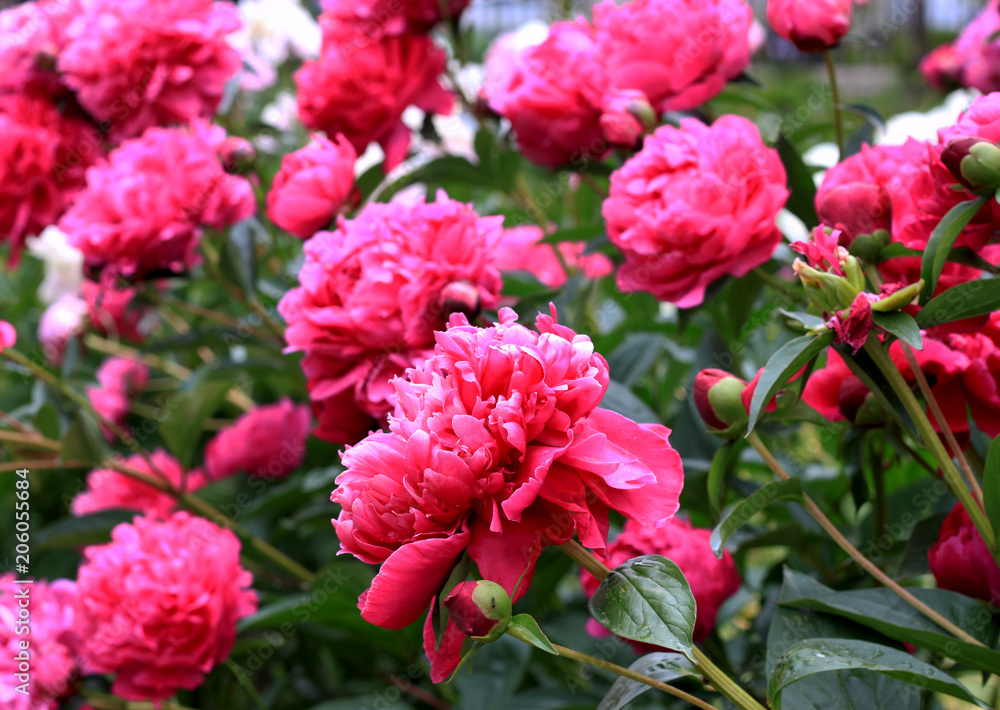 Beautiful pink blooming peony flowers and buds blossoming in the garden. Rose flower close up. Nature background. Beautiful pink blooming peony flowers and buds blossoming in the garden. Rose flower close up. Nature background.