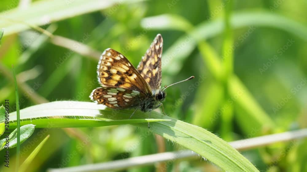 The Duke of Burgundy butterfly ( Hamearis lucina ) resting The Duke of Burgundy butterfly ( Hamearis lucina ) resting