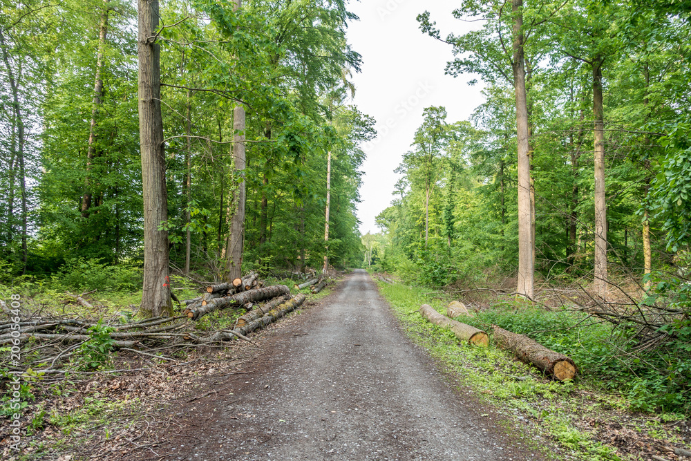 Markierte Baumstämme im Wald Markierte Baumstämme im Wald