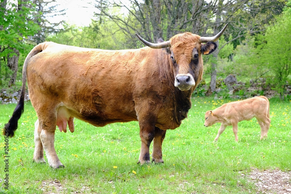 Vache cornue au printemps