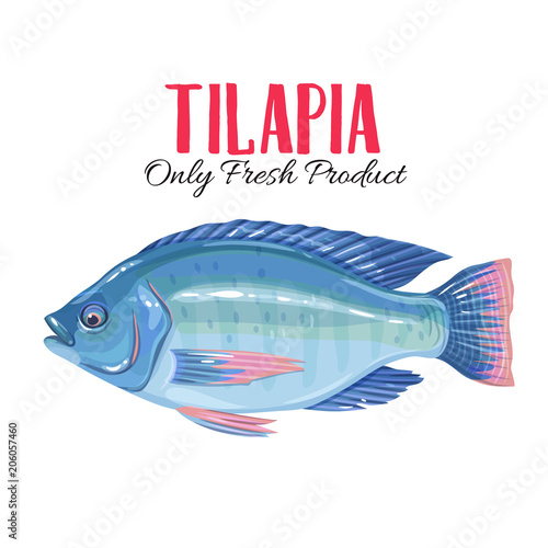 Vector tilapia