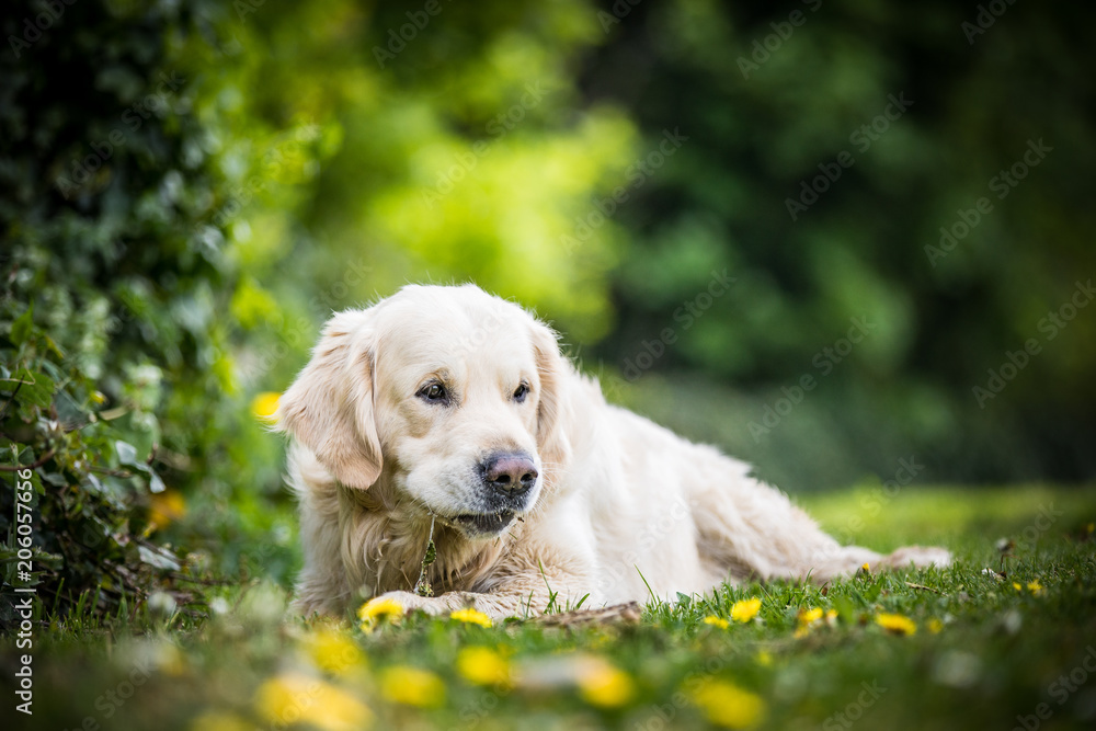 The Golden Retriever