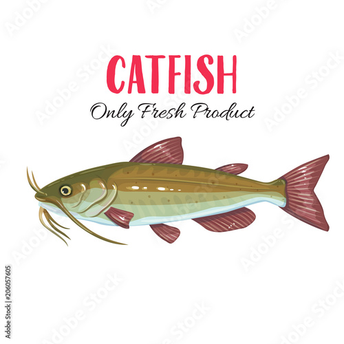 Vector catfish.