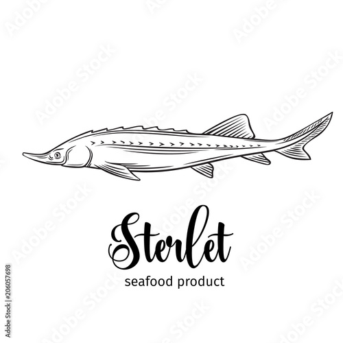 Vector sterlet.