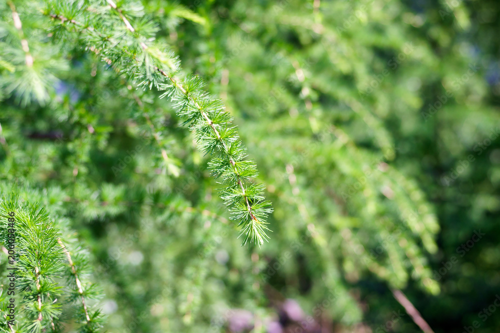 Sprig of pine, coniferous tree, beautiful colors and blur background. Good photo on website background. Sprig of pine, coniferous tree, beautiful colors and blur background. Good photo on website background.