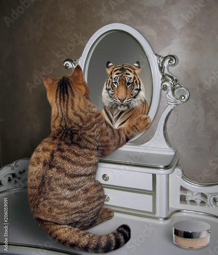 The cat looks at his reflection in the mirror. It sees a tiger there.