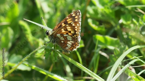 The Duke of Burgundy butterfly ( Hamearis lucina ) resting  photo