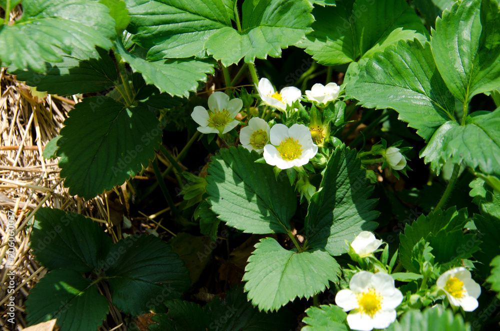 strawberry blooms with white flowers in the garden strawberry blooms with white flowers in the garden