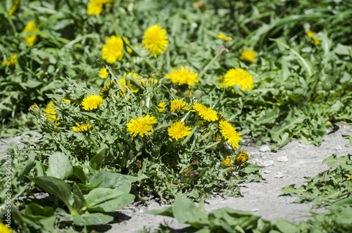 Fototapeta Naklejka Na Ścianę i Meble -  flowering of dandelions