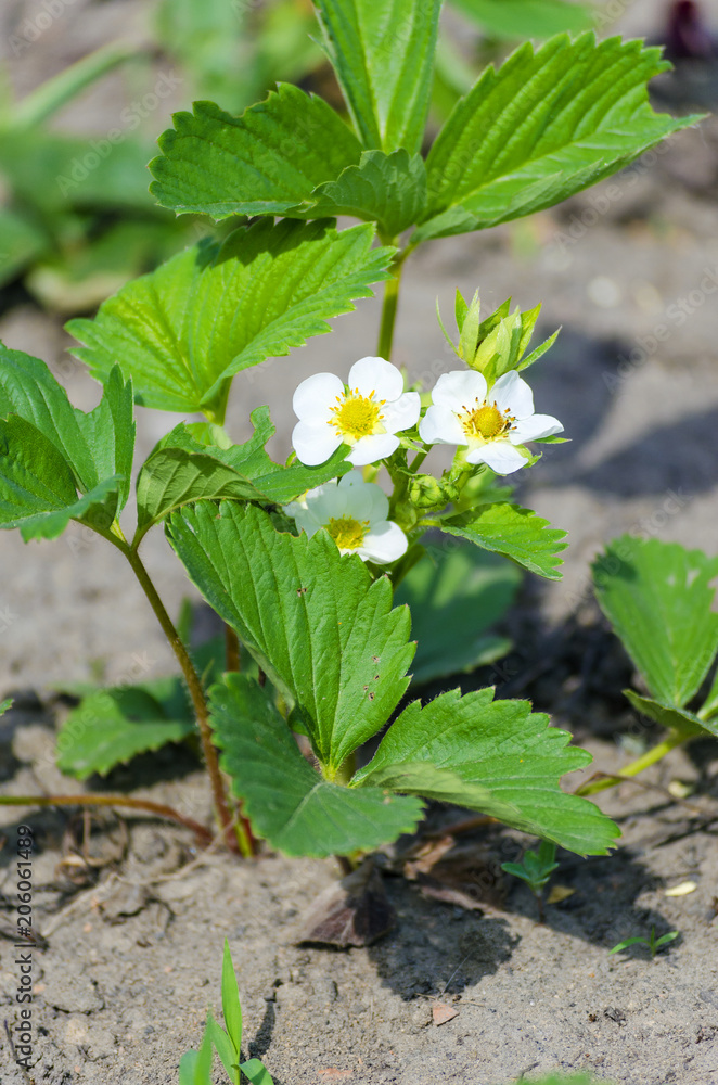 Strawberry flowers on stem Strawberry flowers on stem