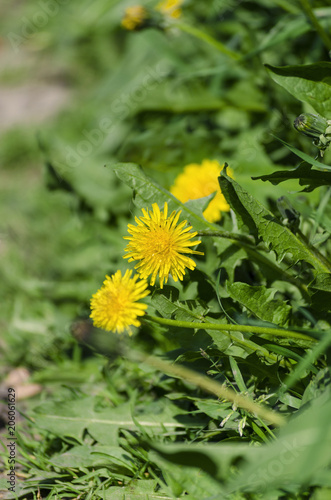 Fototapeta Naklejka Na Ścianę i Meble -  flowering of dandelions