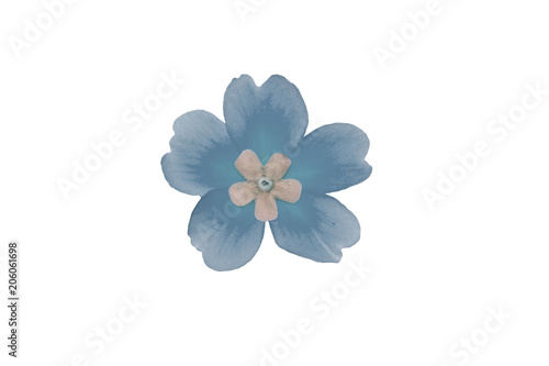 Isolated flower of blue primrose on white background