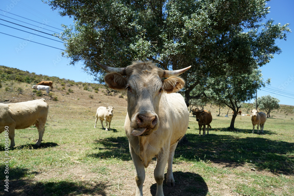 Tame cow in Portugal in the pasture under olive trees
Tame cow in Portugal in the pasture under olive trees