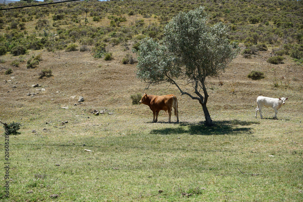 Young bull in Portugal in the pasture under olive trees 

