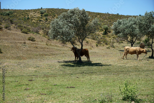 Young bull in Portugal in the pasture under olive trees   