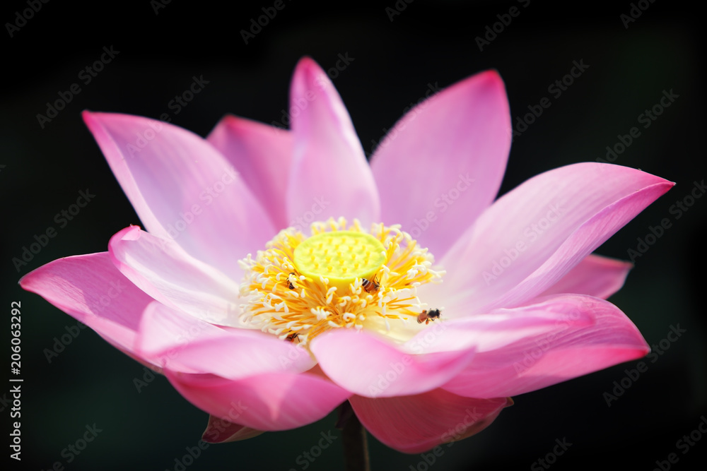 blooming pink lotus flower blossom on black background.