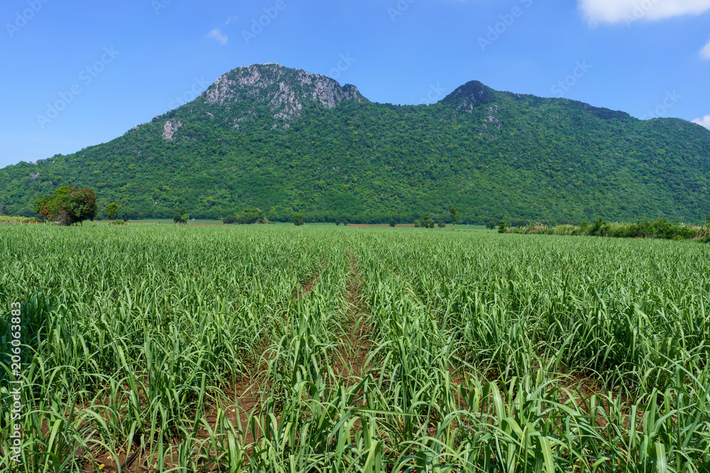 Sugarcane field with mountain background. Sugarcane field with mountain background.