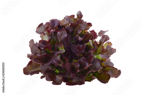 red oak leaf lettuce on a white background