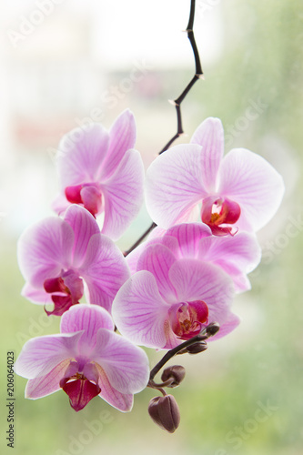 purple Orchid. blooming Orchid. Orchid background