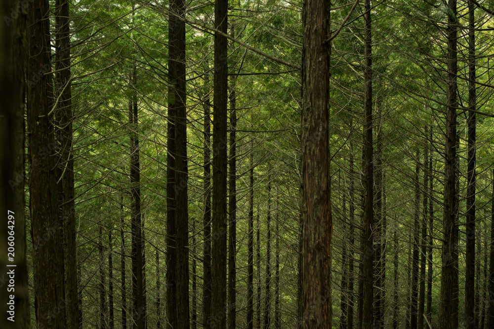 Fototapeta premium forest