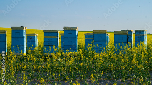 Ule z pszczołami na polu rzepaku photo