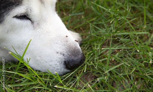Mosquito bite on dog face while dog sleeping on grass fields.