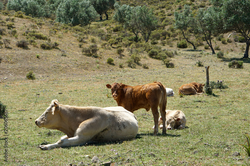 Cattle herd in Portugal in the pasture under olive trees   