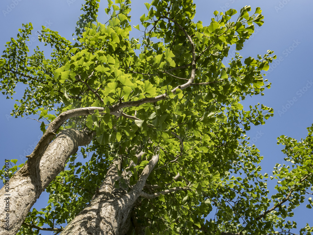 Fototapeta premium Gingko