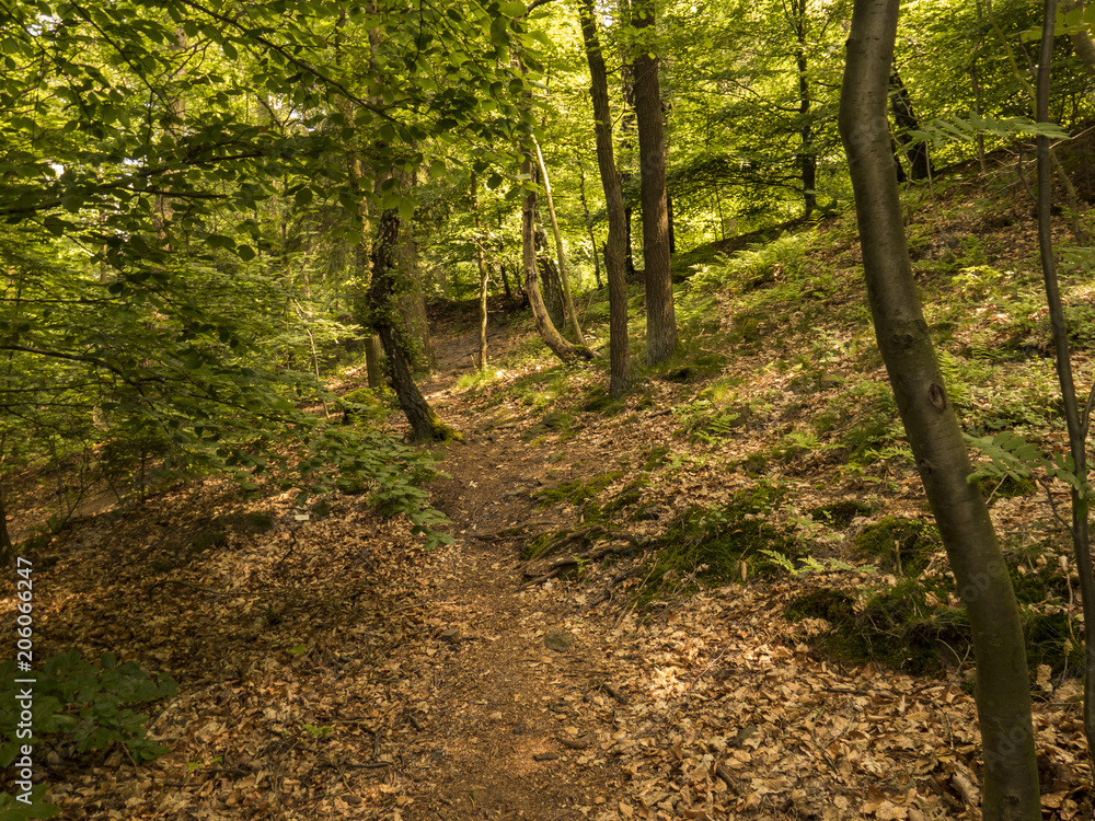 Obraz premium Wald
