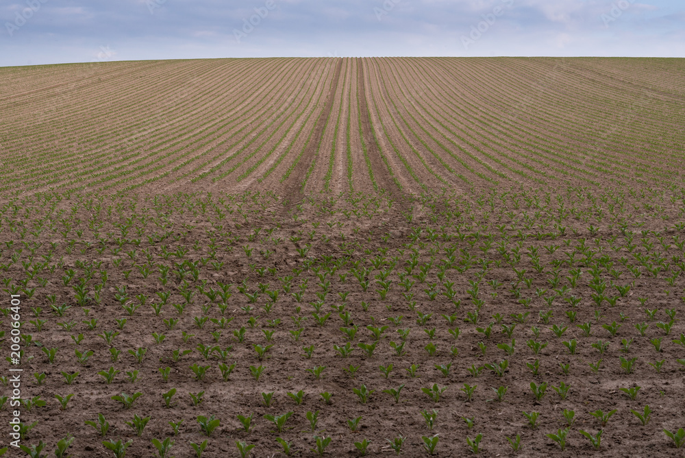 Campo labrado Campo labrado