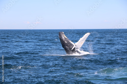 whale © Eric