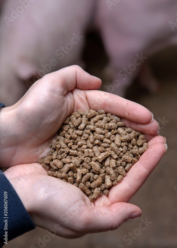 Hands with cattlefeed. Concentrate photo