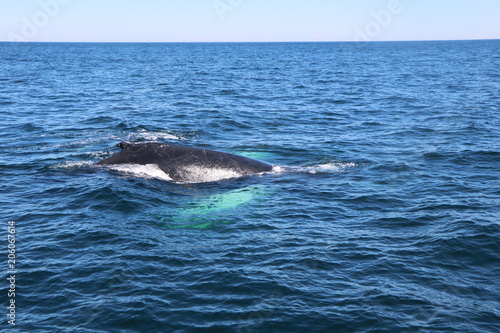 whale