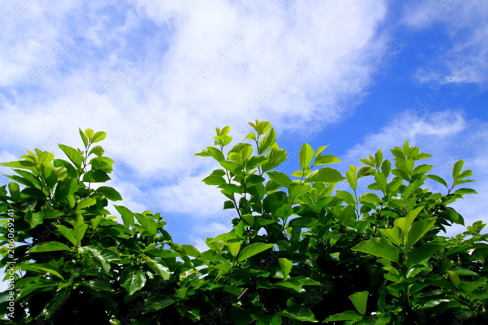 Leaves covering the sky Leaves covering the sky